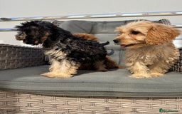 Cockapoo dogs for sale: F1 pra clear Cockapoos (council licensed breeder) - Image 17