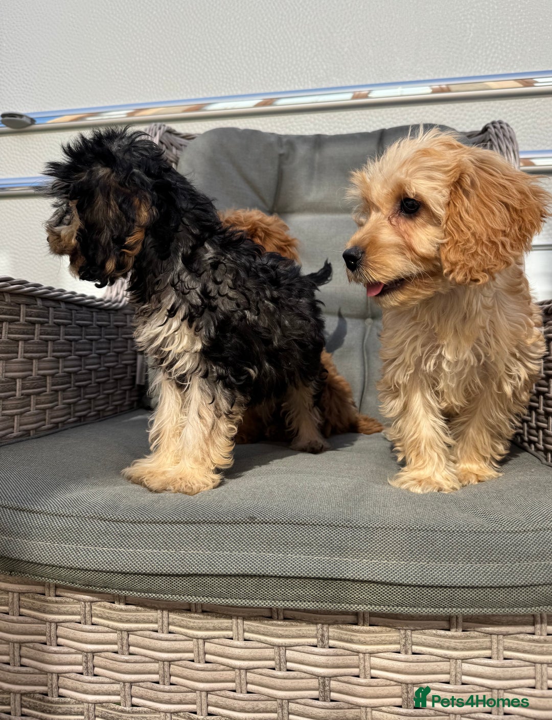 Cockapoo dogs for sale: F1 pra clear Cockapoos (council licensed breeder) - Image 17