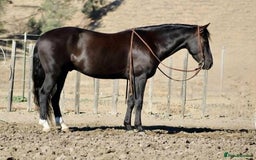 American Quarter horses for sale: Black Quarter Horse "BlackJack" - Image 5