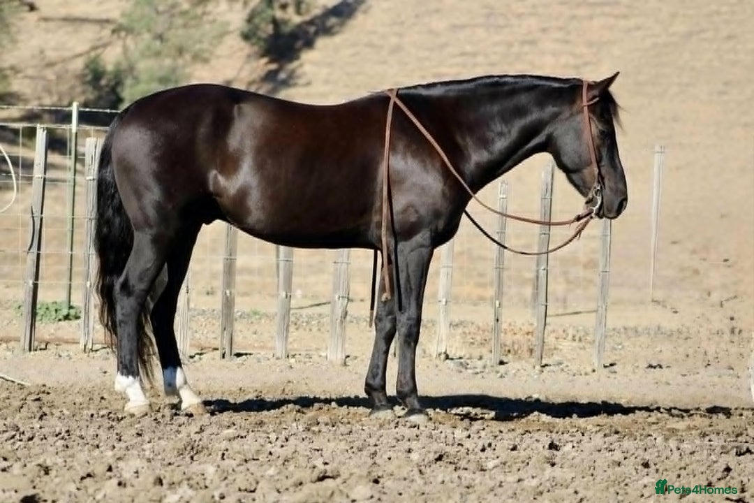 American Quarter horses for sale: Black Quarter Horse "BlackJack" - Image 5