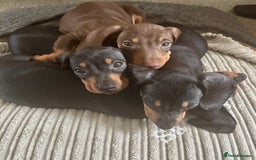 Miniature Dachshund dogs for sale: Gorgeous mini dachshunds ready to leave now - Image 4