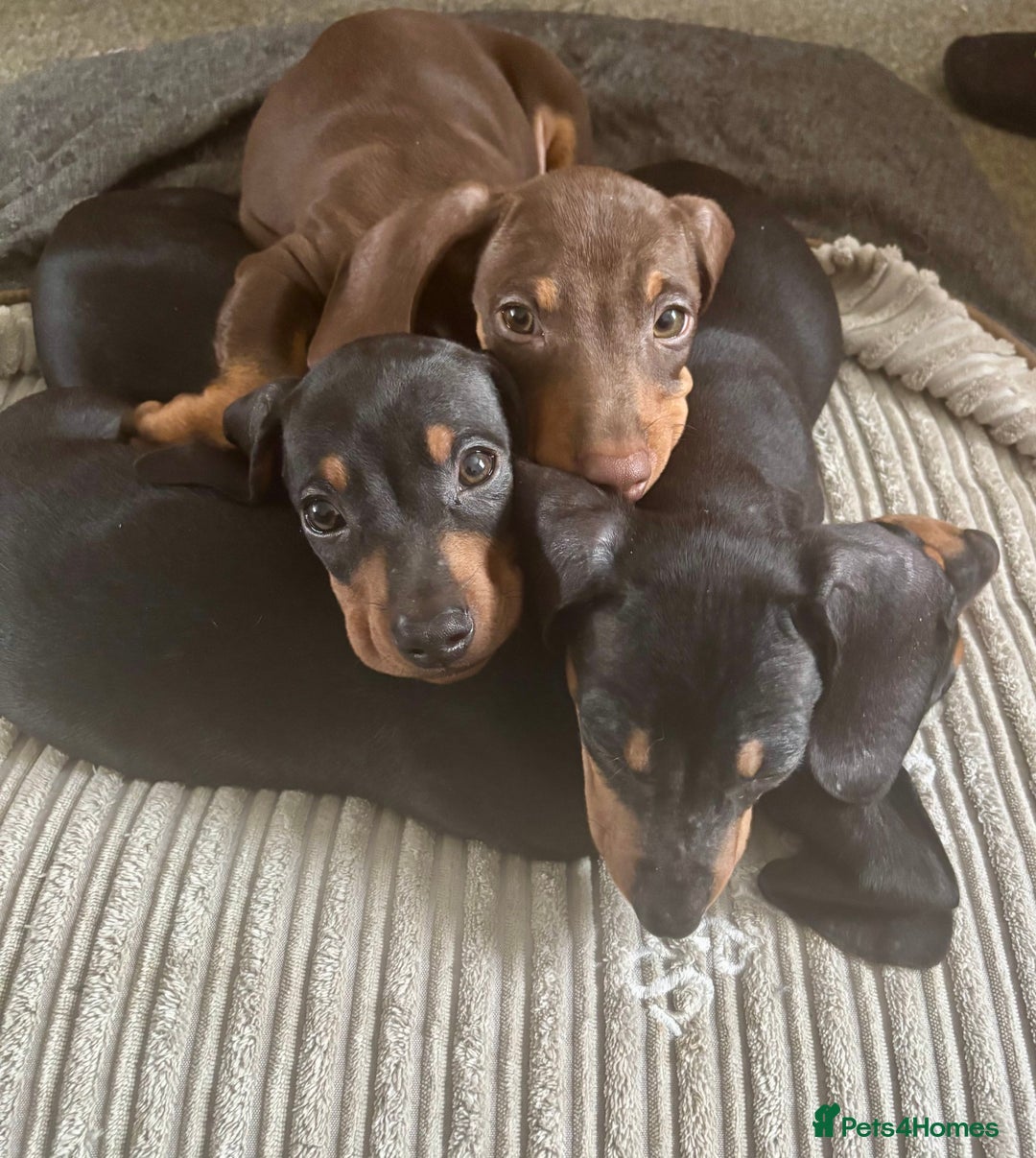 Miniature Dachshund dogs for sale: Gorgeous mini dachshunds ready to leave now - Image 4