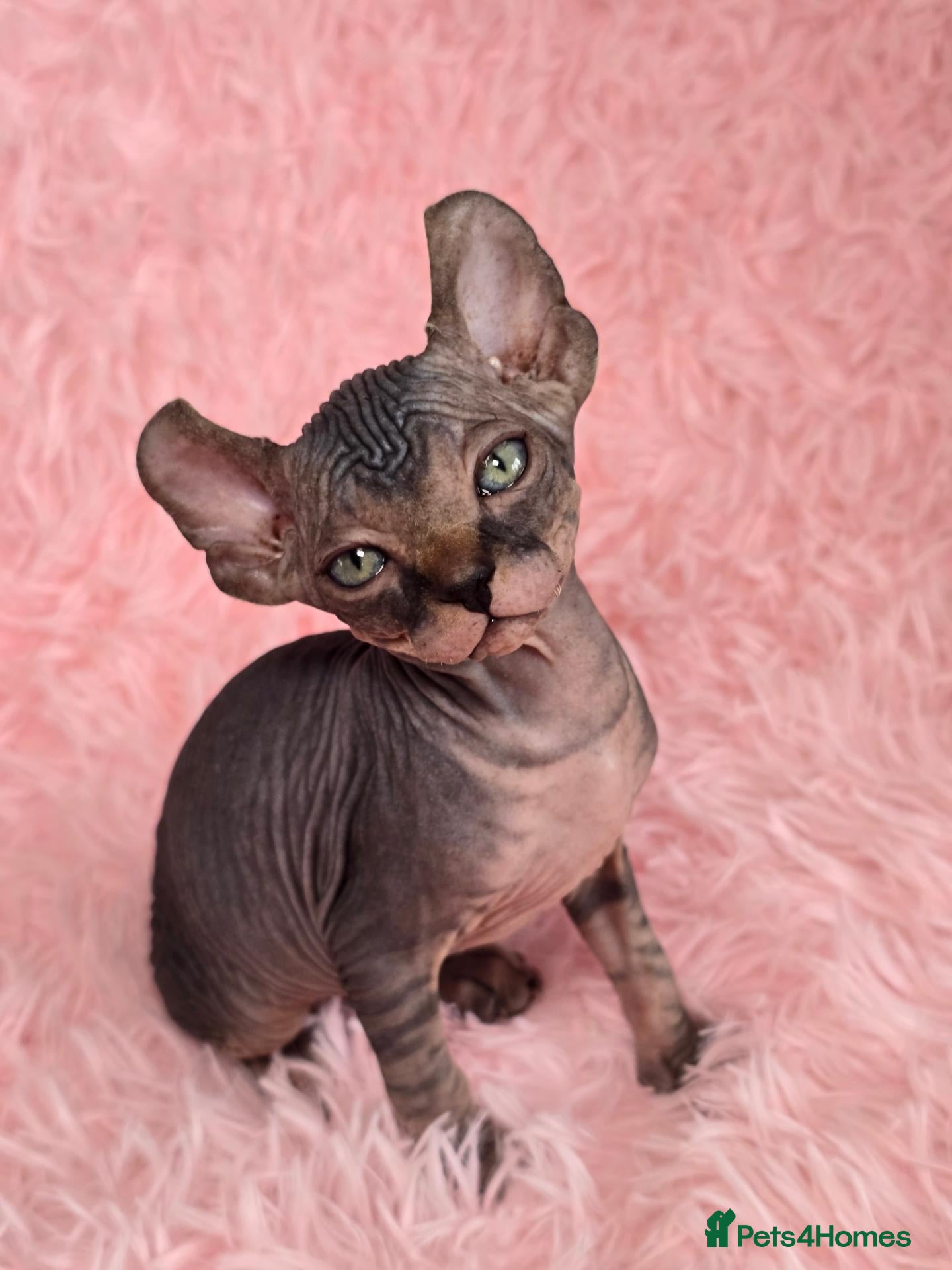 Sphynx cats for sale: 🐾 Gorgeous Sphynx Kittens – Reservations Open! 🐾 - Advert 1