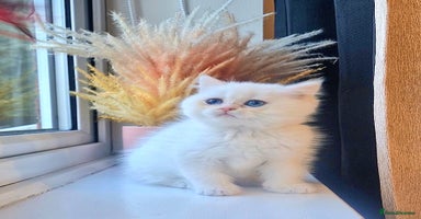 British Shorthair cats LAST KITTEN - Rare Golden Lilac Point BSH Girl - Advert 5