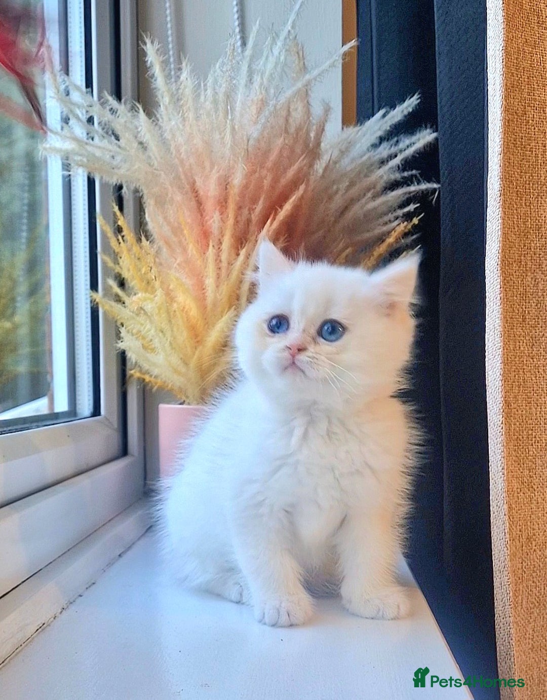 British Shorthair cats for sale: LAST KITTEN - Rare Golden Lilac Point BSH Girl - Advert 2