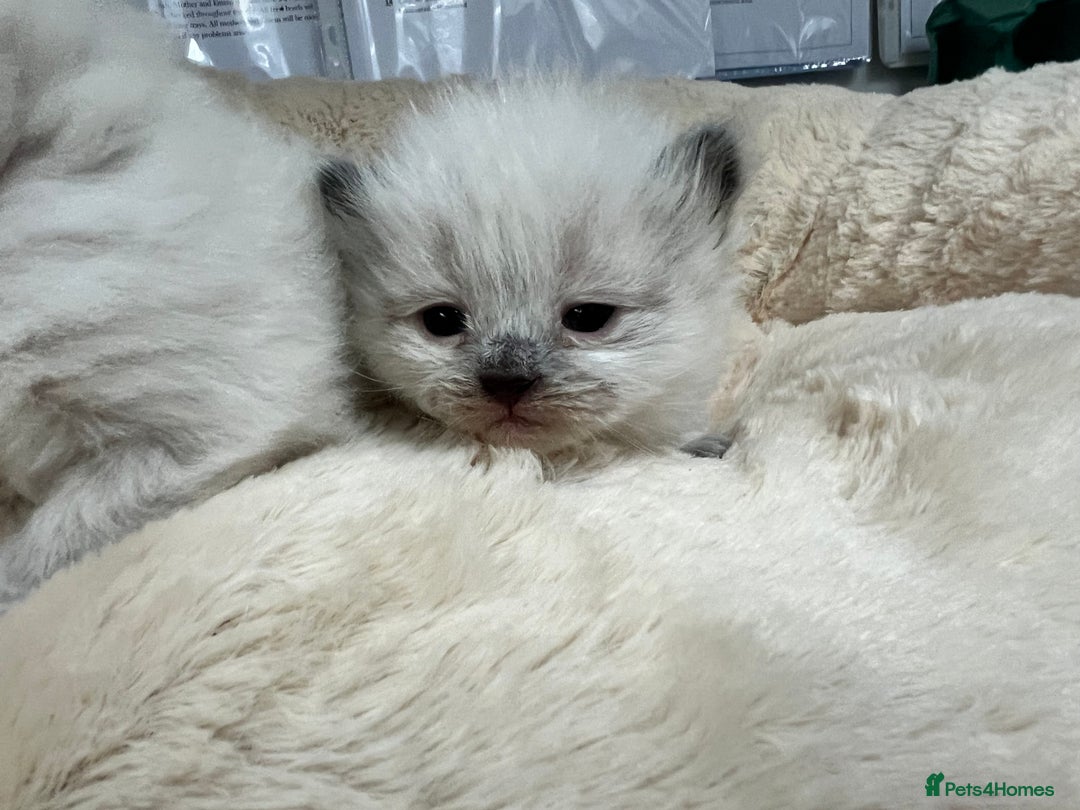 Siberian cats for sale: 🩷🩷GCCF Siberian Neva Masquerade Kittens🩷🩷 - Advert 11