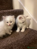 British Shorthair cats - Advert 9