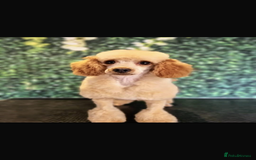 Cockapoo dogs for sale: Cockapoo puppies - Image 13