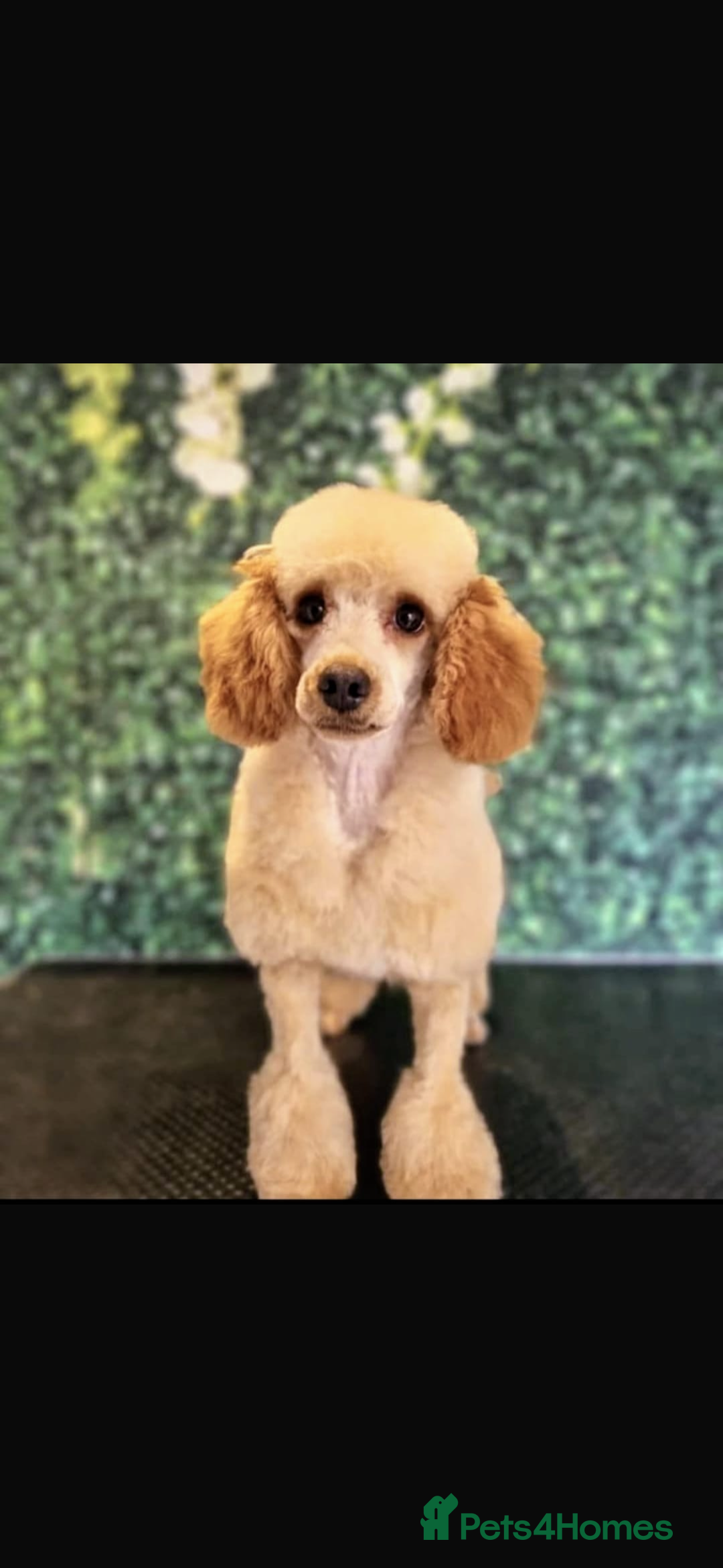 Cockapoo dogs for sale: Cockapoo puppies - Image 13