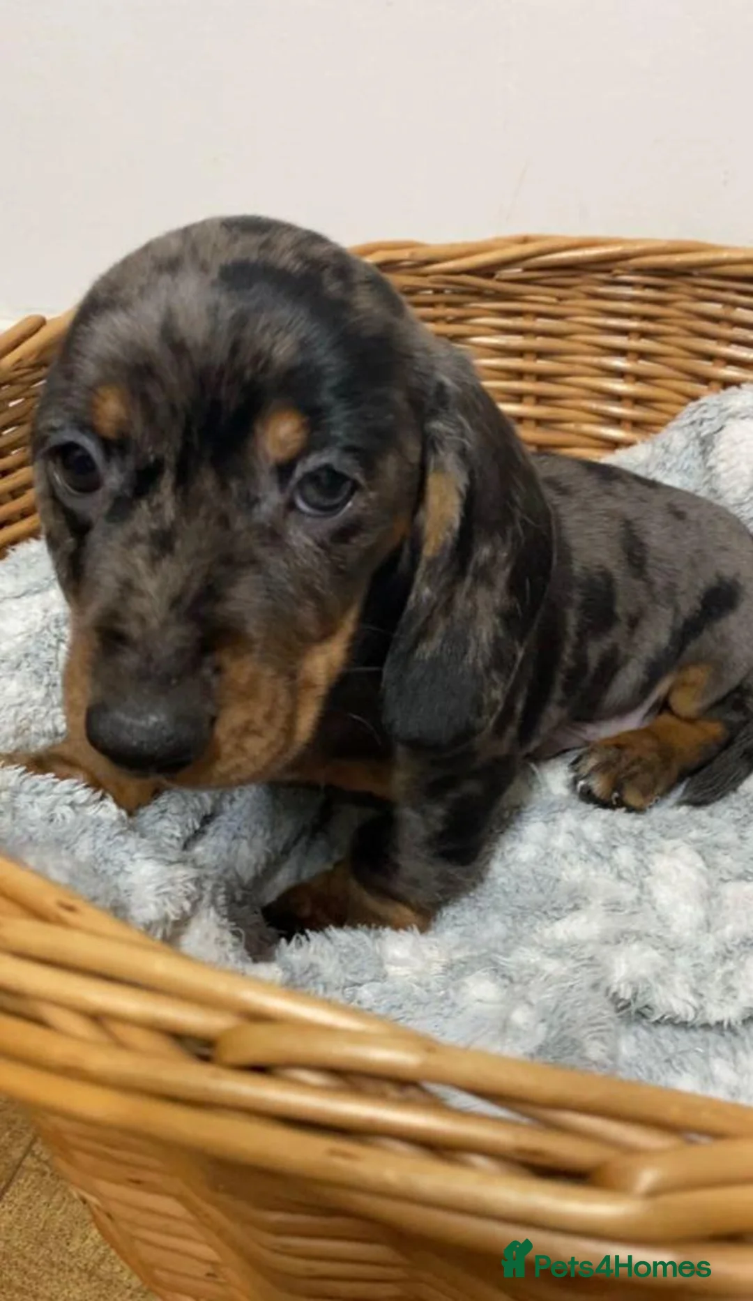 Miniature Dachshund dogs for sale: Adorable Miniature Dachshund Boys in Hull - Advert 9