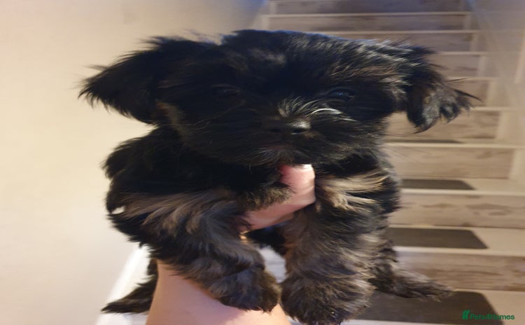 Yorkshire Terrier dogs - Advert 1
