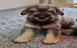 Miniature Schnauzer dogs for sale: KC mini Schnauzer  - Image 1