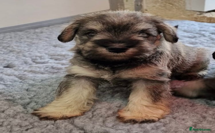 Miniature Schnauzer dogs - Advert 1