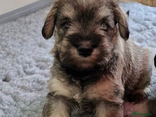 Miniature Schnauzer dogs - Advert 3