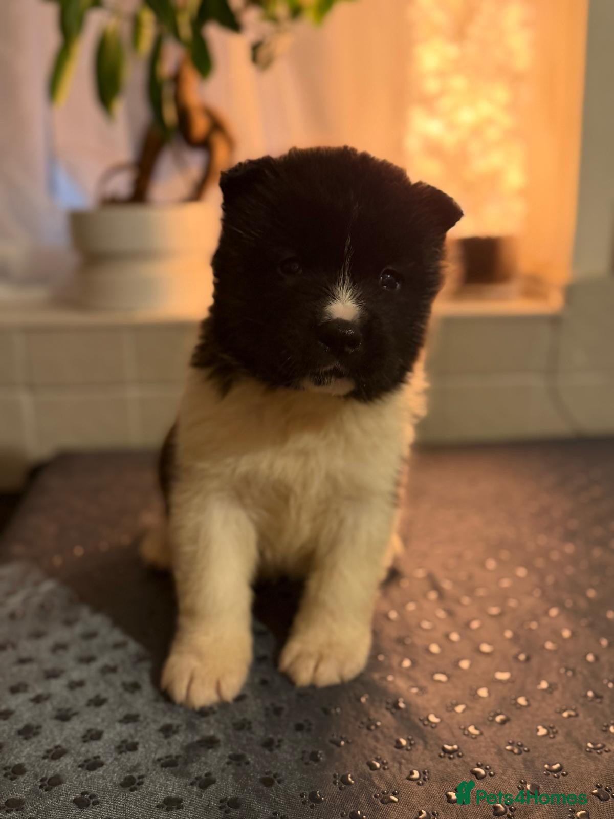 Akita dogs AKITA PUPS! PARENTS KC REGISTERED  - Advert 5