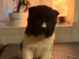 Akita dogs AKITA PUPS! PARENTS KC REGISTERED - Advert 5