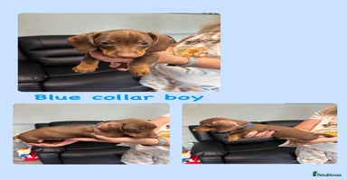 Dachshund dogs - Advert 1