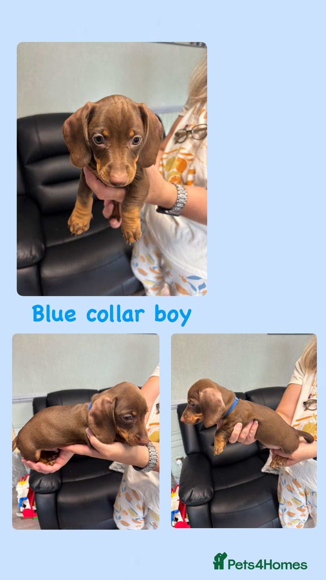 Dachshund dogs for sale: Miniature Dachshund pups £950 - Image 2