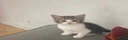 Mixed Breed cats for sale: Rehoming kitten and mom Free in Welwyn Garden City - Advert 3