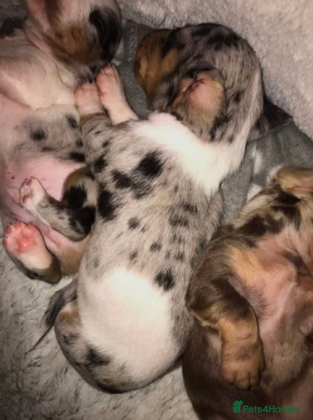 Miniature Dachshund dogs for sale: STUNNING MINIATURE DACHSHUND PUPPIES FOR SALE - Image 12
