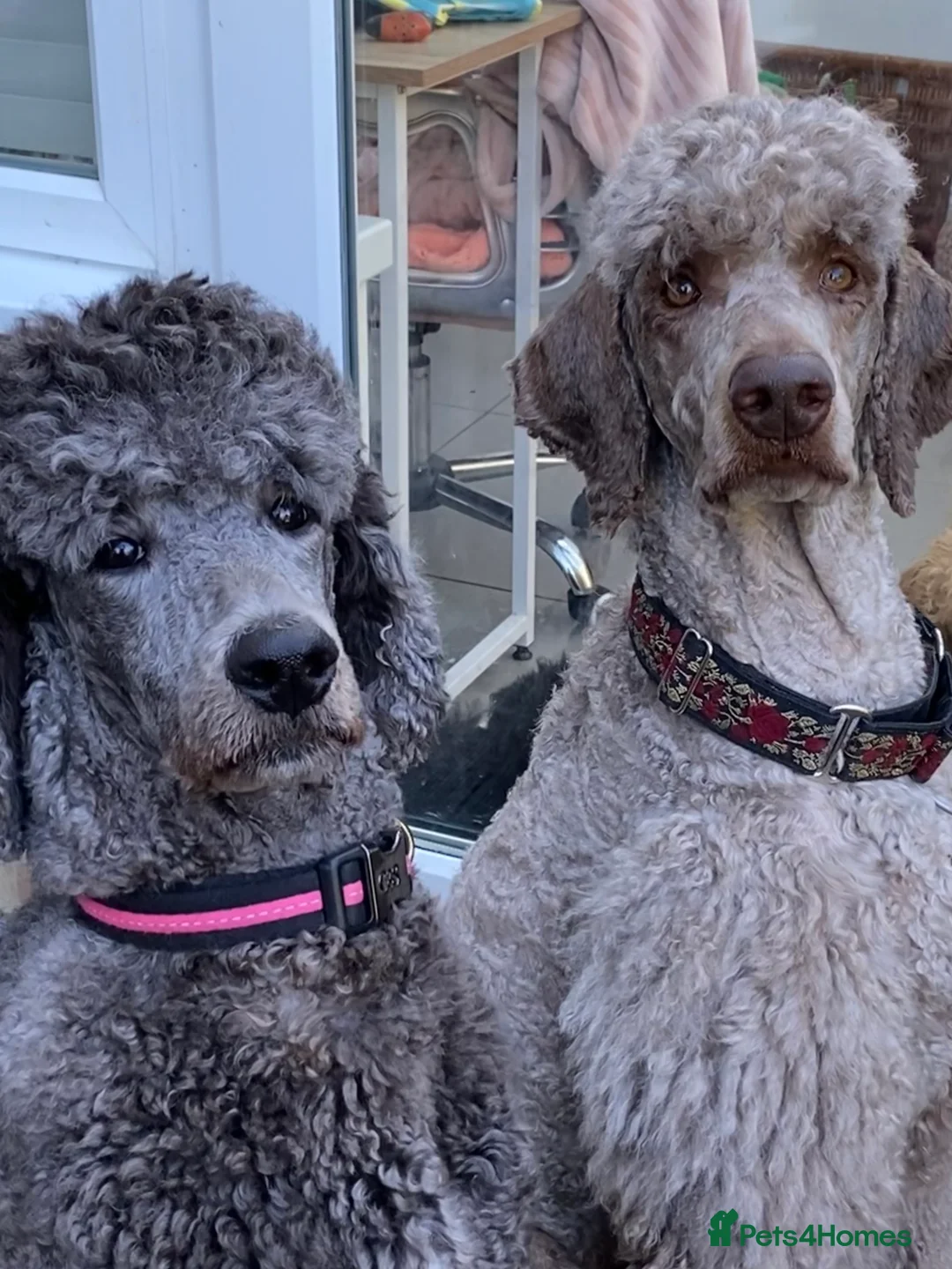 Standard Poodle dogs for stud: Champion Proven Gentle Poodle Available for Stud in Swindon - Advert 21