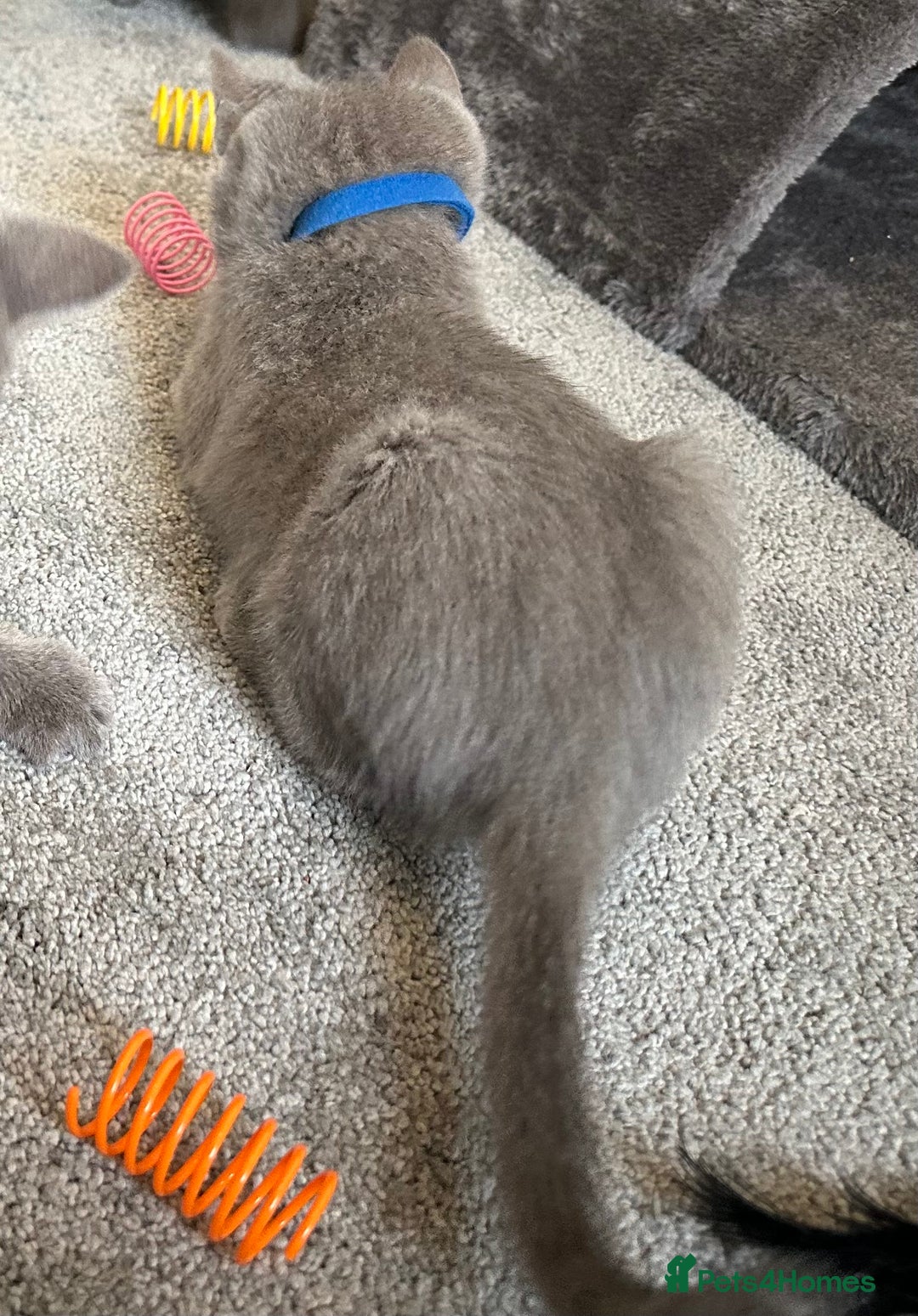 Russian Blue cats for sale: Russian Blue Kittens  - Image 34