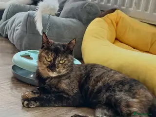 Mixed Breed cats Mars for adoption - Advert 14