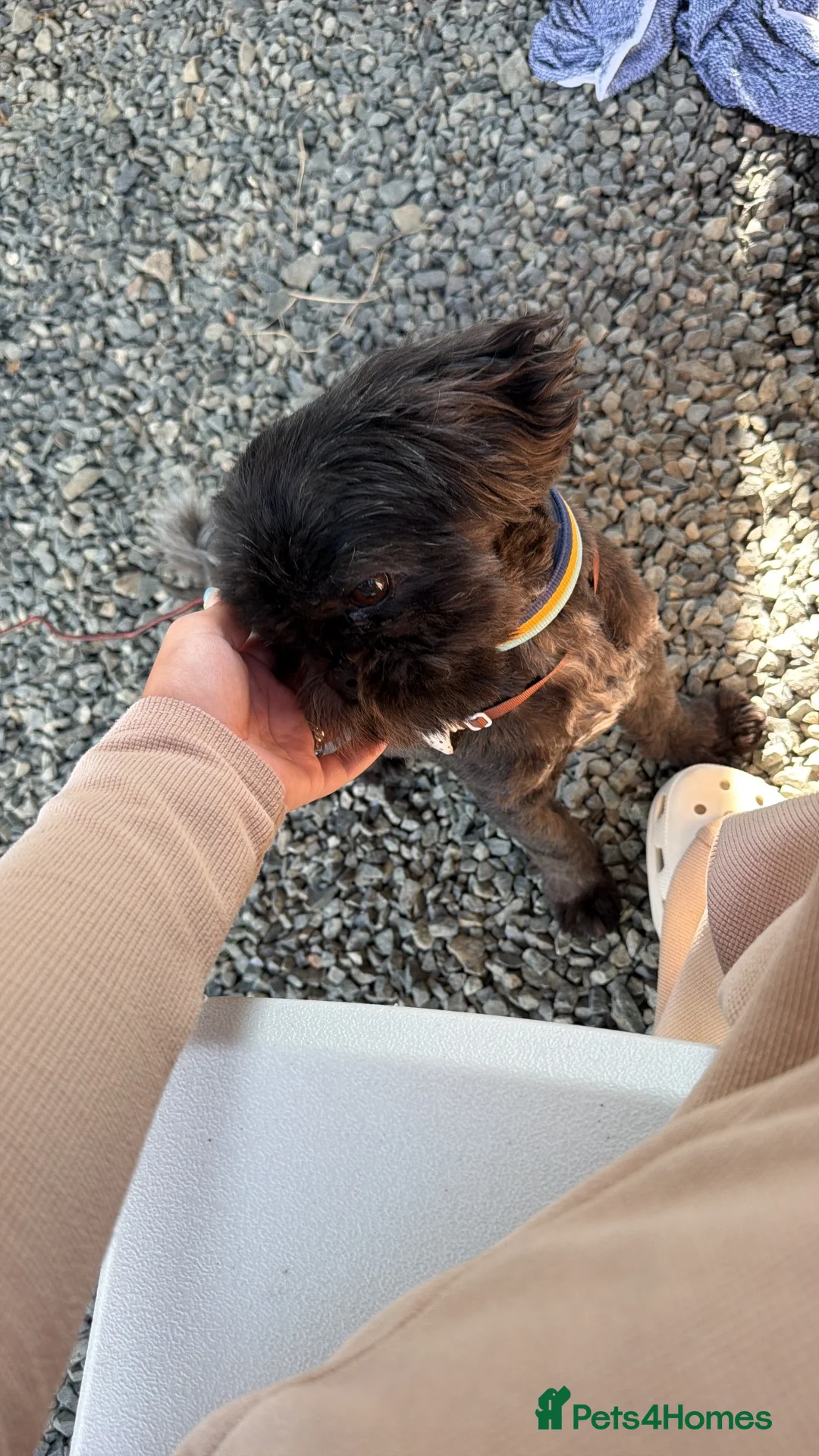 Lhasa Apso dogs for sale: Lhaso apso male  - Advert 2
