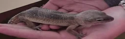 Leopard Gecko reptiles for sale: Leopard geckos in Tipton - Advert 9