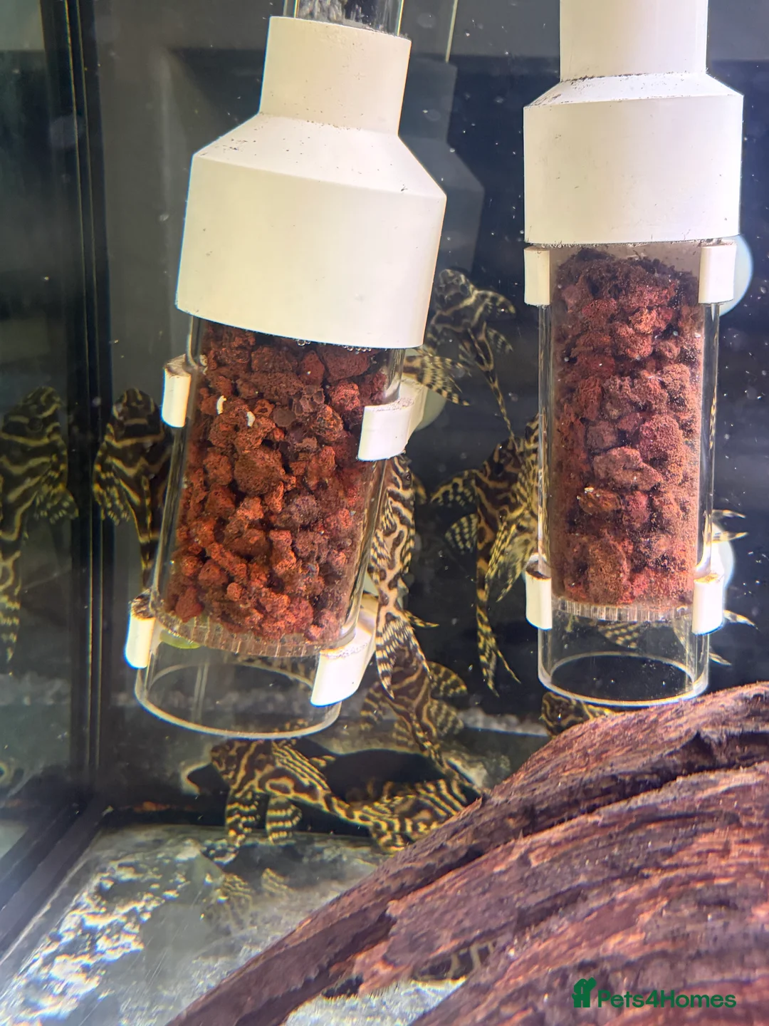 Plecos fish for sale: L236RB / Yellow Plecos  in Doncaster - Advert 4