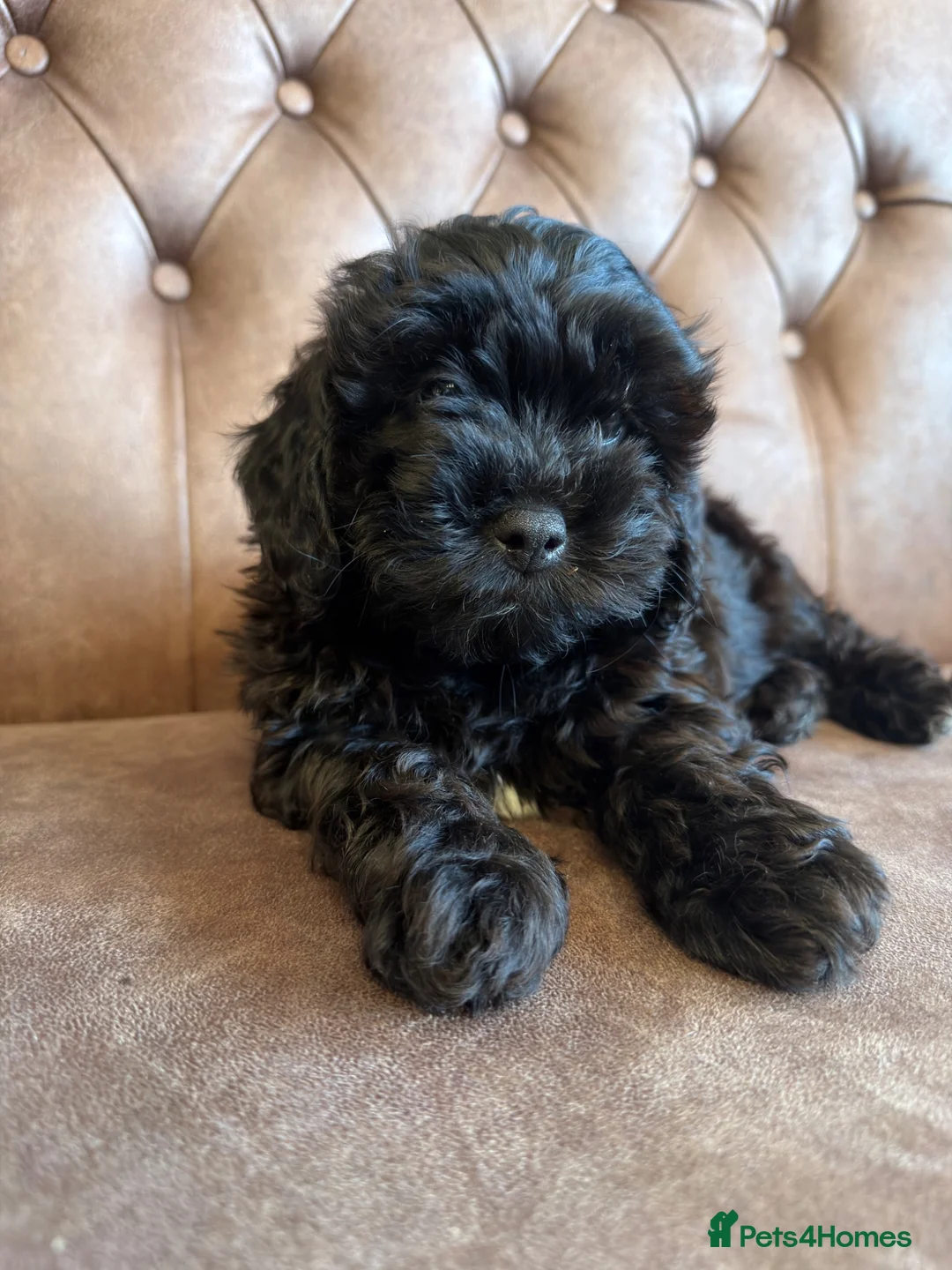 Shihpoo dogs for sale: 4 months Shihpoo  - Advert 4