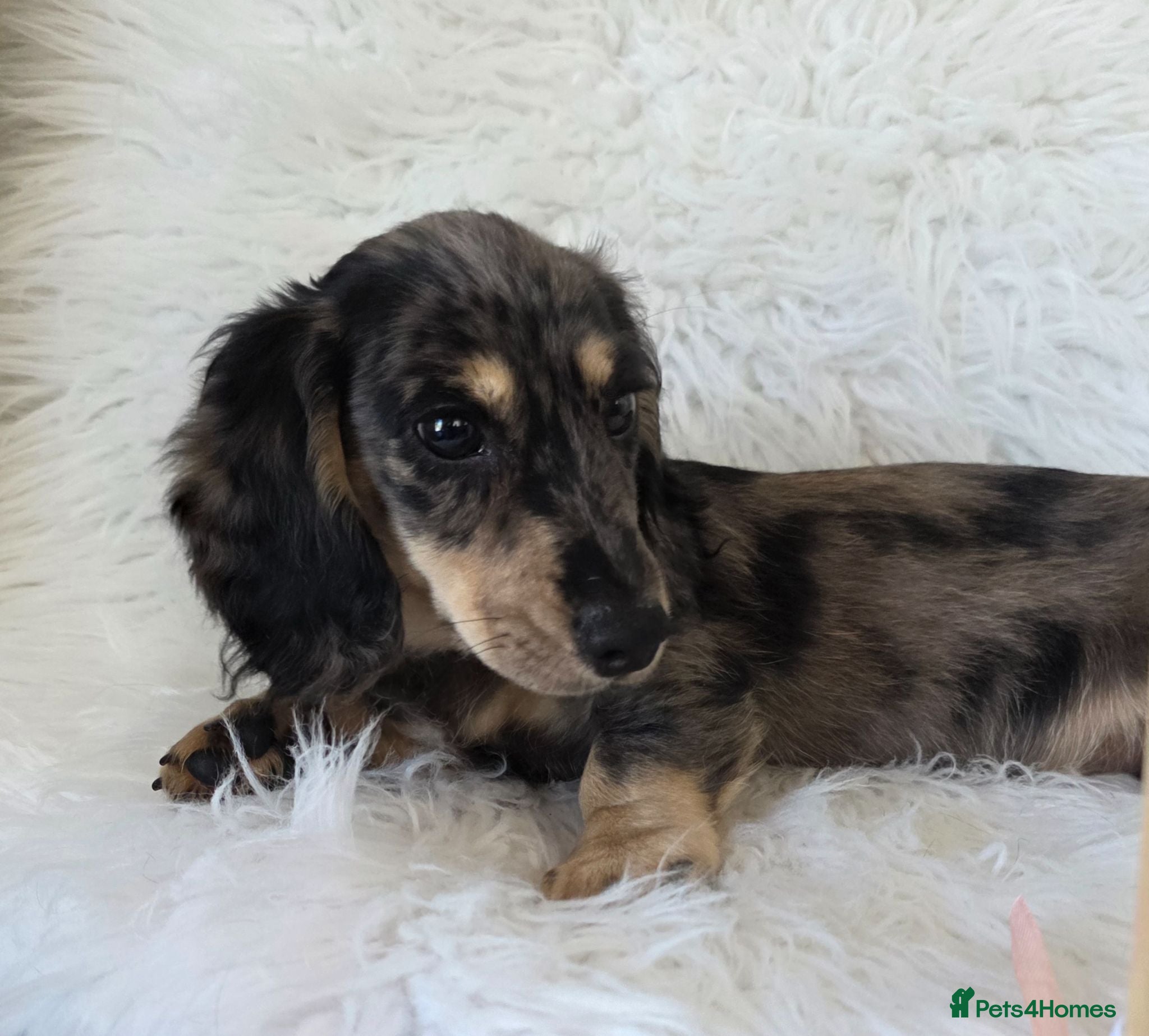Miniature Dachshund dogs KC Long hair dachshund boys - Advert 1