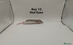 Rat rodents for sale: October Litters: 32 Rats For Sale - Image 26