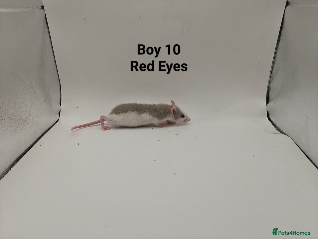 Rat rodents for sale: October Litters: 32 Rats For Sale - Image 26