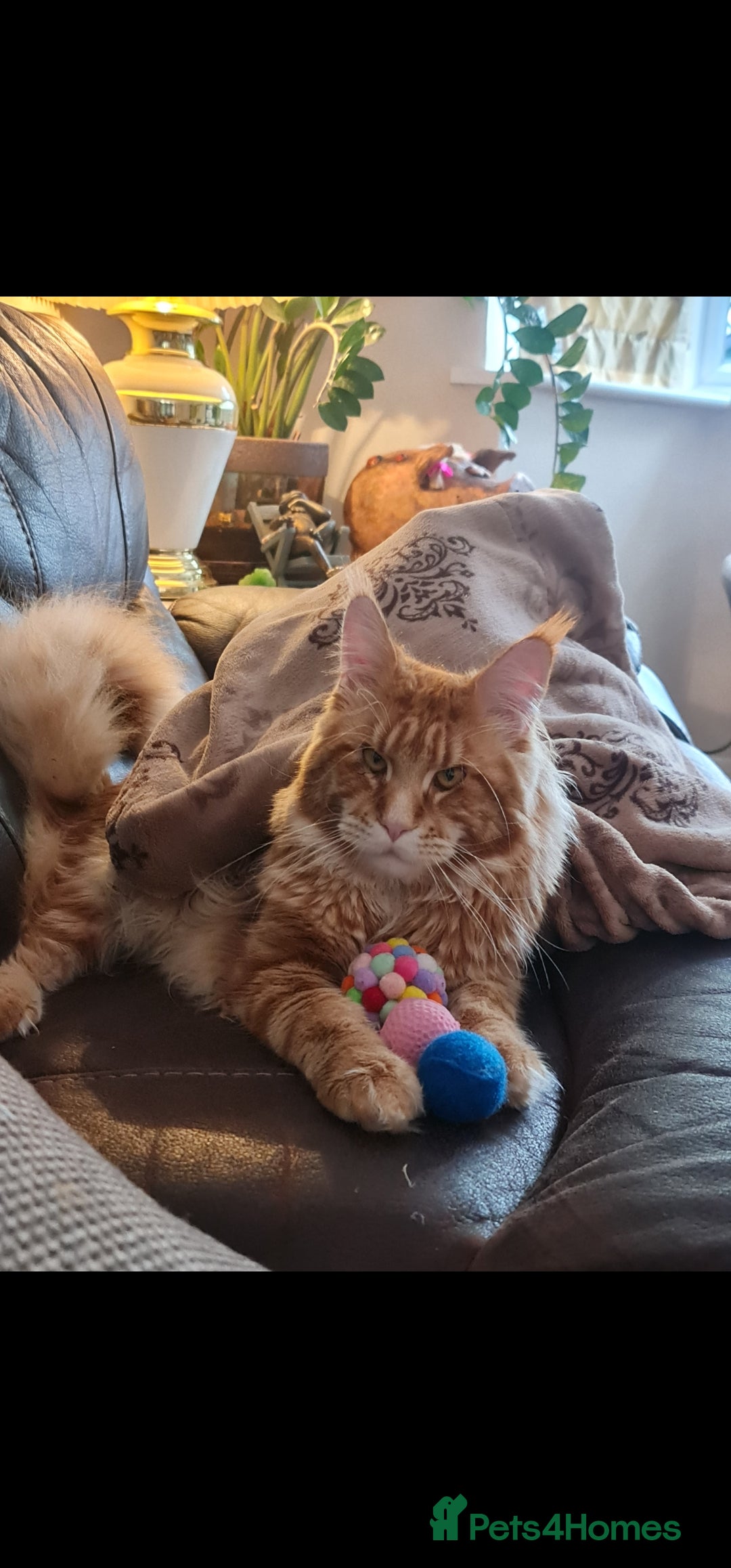 Maine Coon cats Chack Noris (Red Blotched Tabby) in New Malden - Advert 10