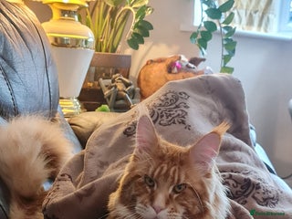 Maine Coon cats Chack Noris (Red Blotched Tabby) in New Malden - Advert 10