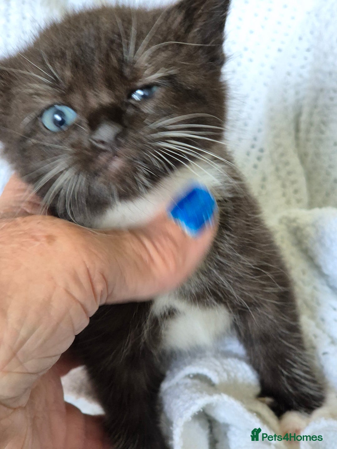 Mixed Breed cats for sale: 1 female kitten out litter of 3  - Image 4