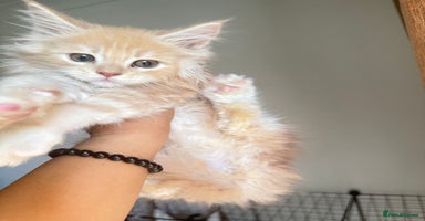 Maine Coon cats - Advert 1