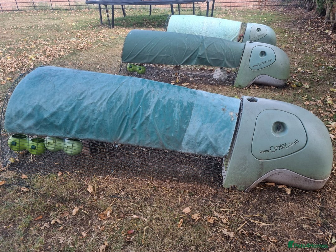 Chickens poultry for sale: Chickens & Omlet Eglu (2m run & accessories) - Image 2