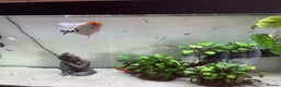 Angelfish fish for sale: Tropical fish Free to good home   - Advert 1