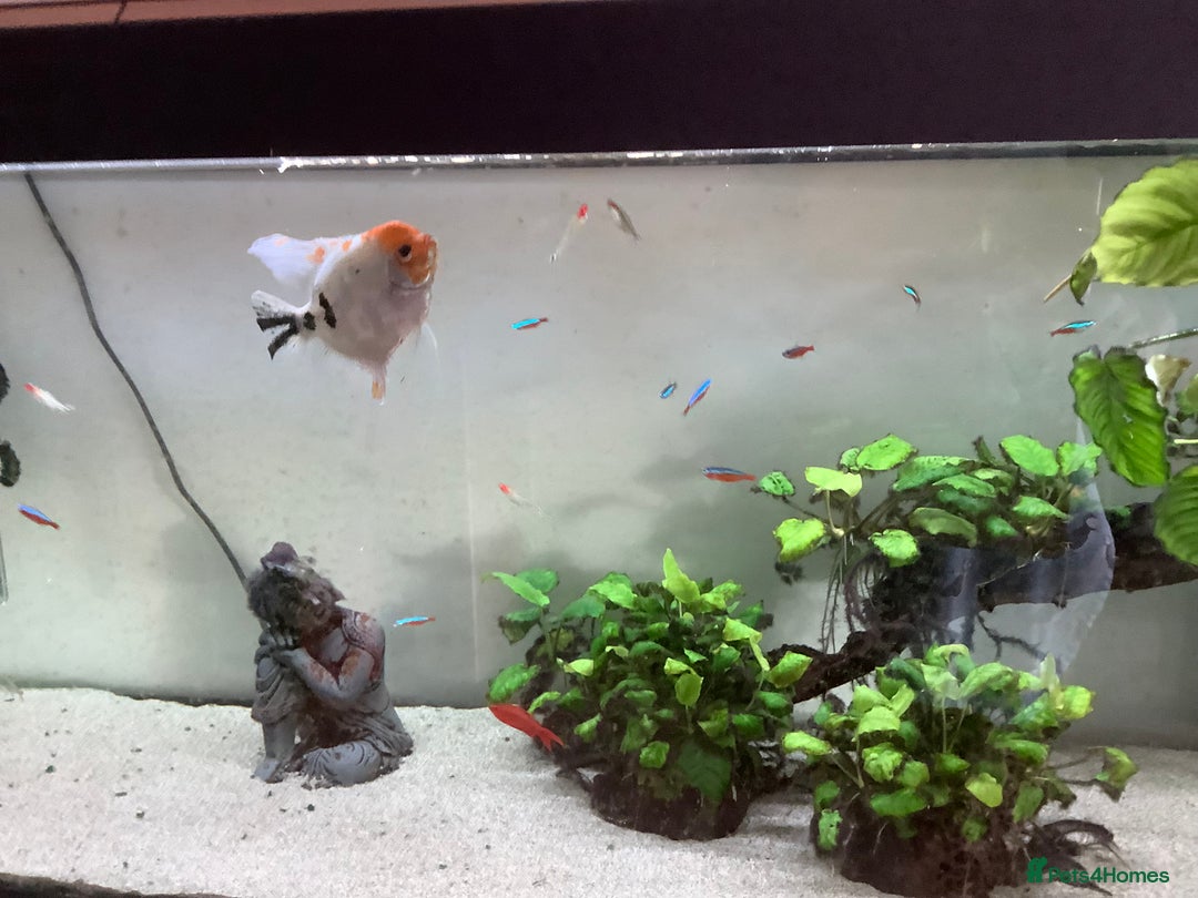 Angelfish fish for sale: Tropical fish Free to good home   - Advert 1