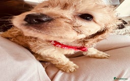Mixed Breed dogs for sale: Beautiful Sproodle puppies stunning  - Image 6