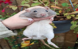 Rat rodents for sale: Male and female rats looking for new homes  - Image 2