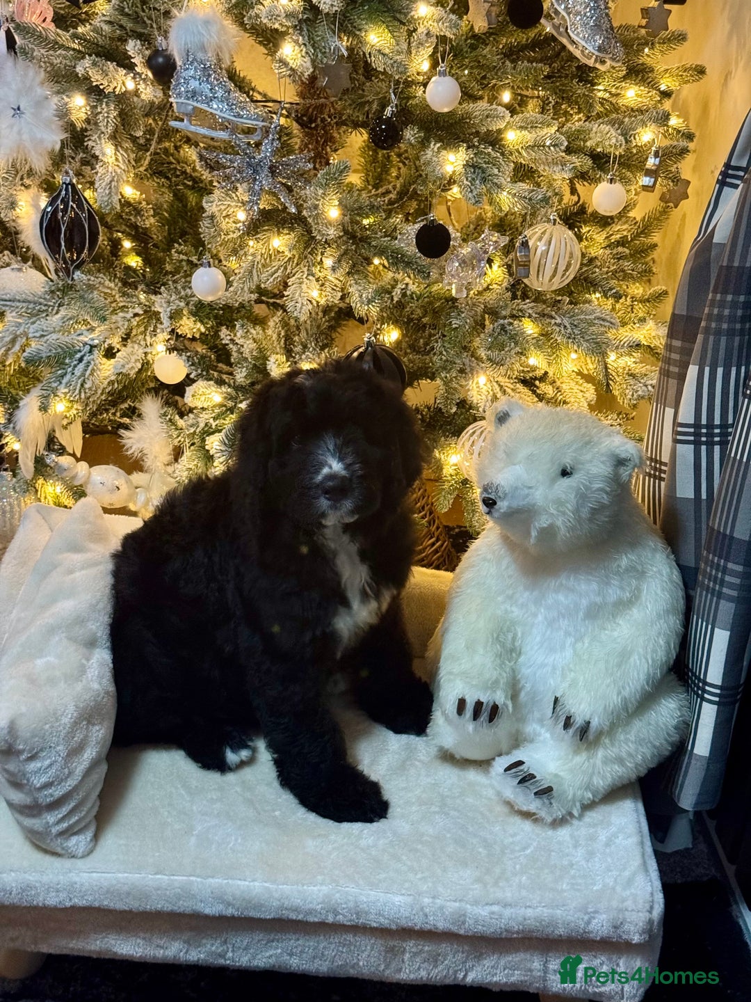 Bernedoodle dogs for sale: 3 f1 standard bernedoodles puppies  - Advert 8