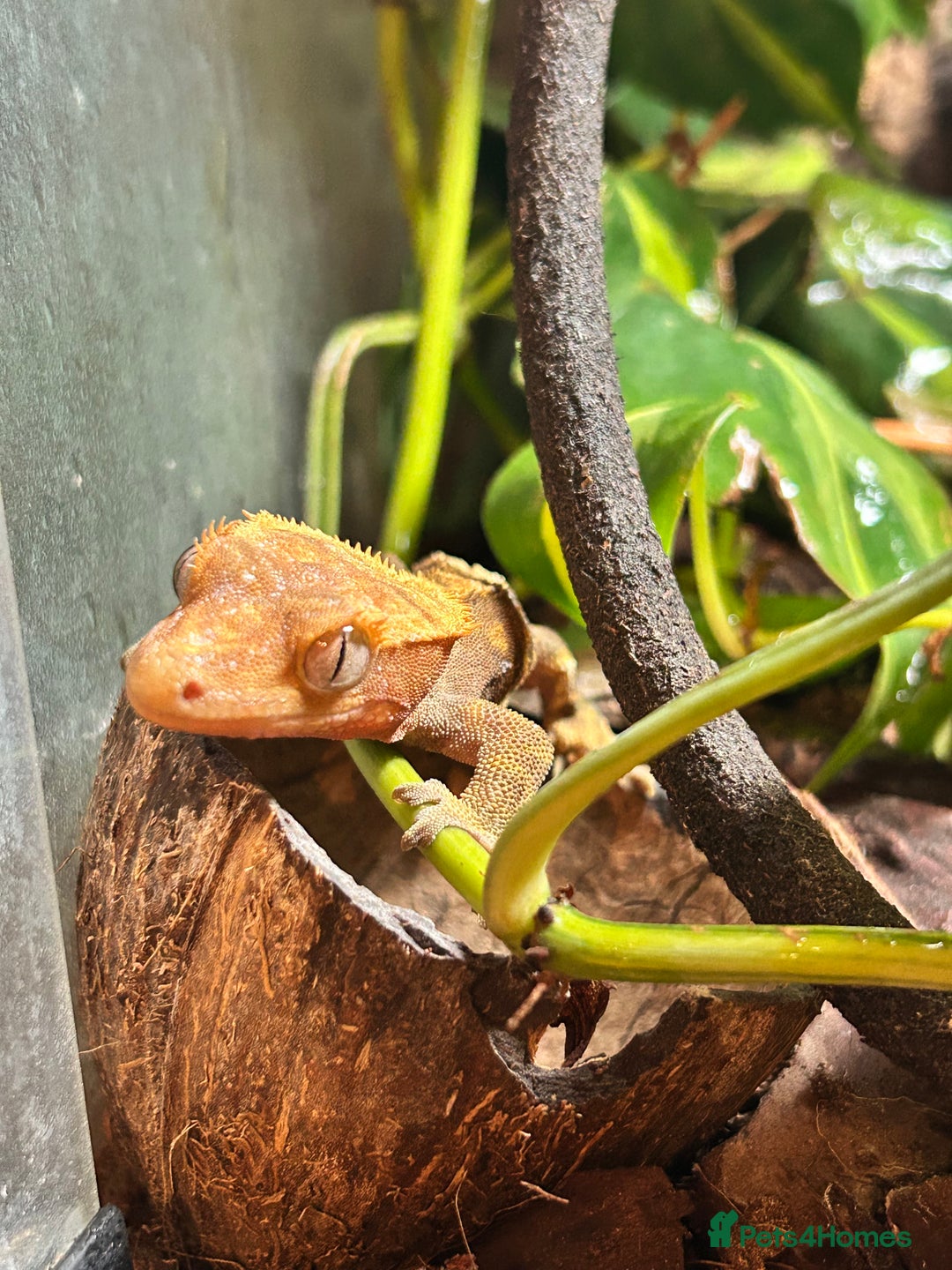 Gecko reptiles for sale: Crested Geckos X2 And full Bioactive Setup  - Advert 5