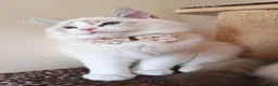 Ragdoll cats for sale: GCCF REGISTERED BEAUTIFUL RAGDOLLS KITTENS  - Advert 8