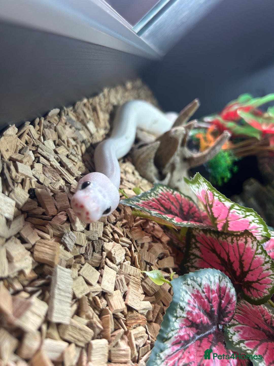 Python Snake reptiles for sale: Black eyed lucy - Advert 3