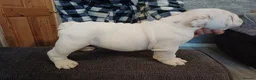 English Bulldog dogs for sale: Bulldog pups  - Advert 3
