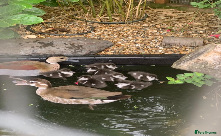 Ducks poultry - Advert 3