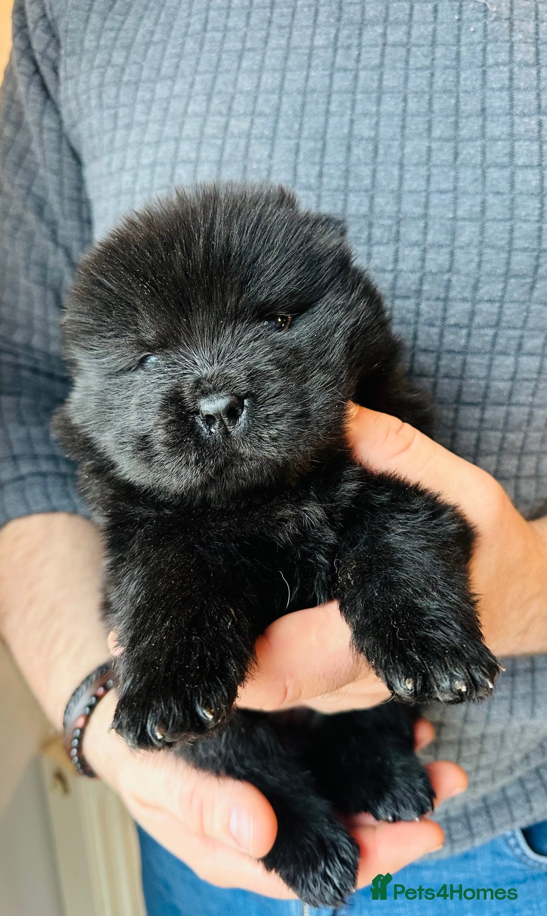 Chow Chow dogs for sale: Stunning KC registered Chow Chow puppies  - Advert 19